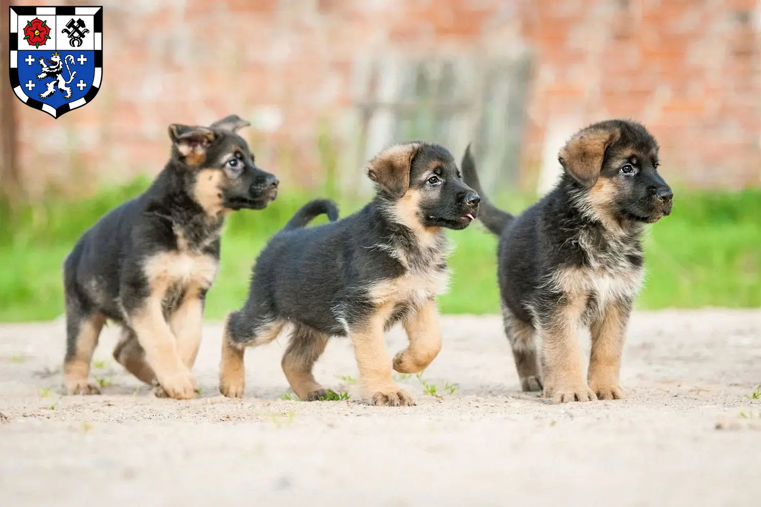 Deutscher Schäferhund Welpen und Züchter Saarbrücken Hier findest Du Deutschen Schäferhunden Züchter in Saarbrücken.