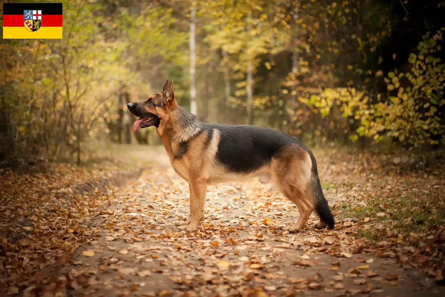 Deutscher Schäferhund Welpen und Züchter Saarland Hier findest Du Deutschen Schäferhunden Züchter im Saarland.