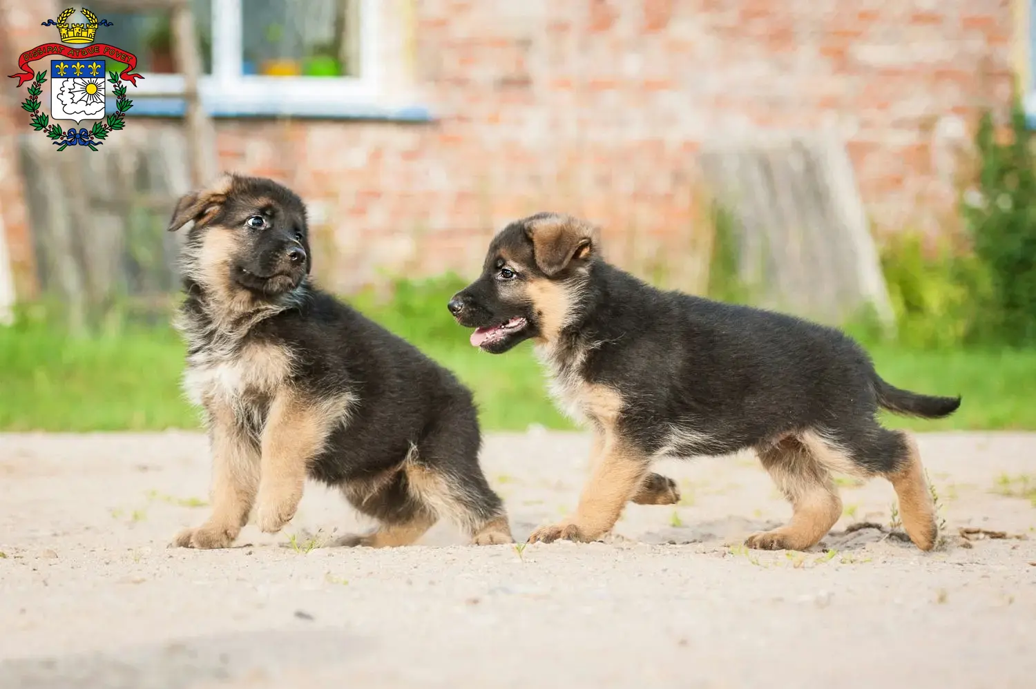 Deutscher Schäferhund Welpen und Züchter Saarlouis Hier findest Du Deutschen Schäferhunden Züchter in Saarlouis.