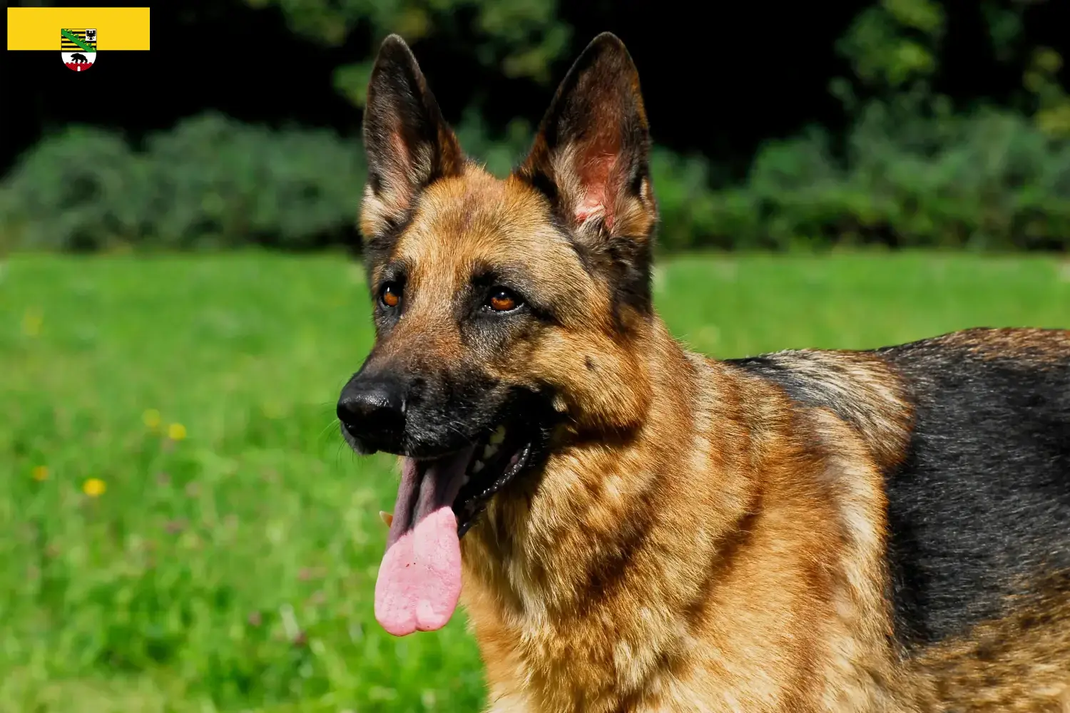 Deutscher Schäferhund Welpen und Züchter Sachsen-Anhalt Hier findest Du Deutschen Schäferhunden Züchter in Sachsen-Anhalt.