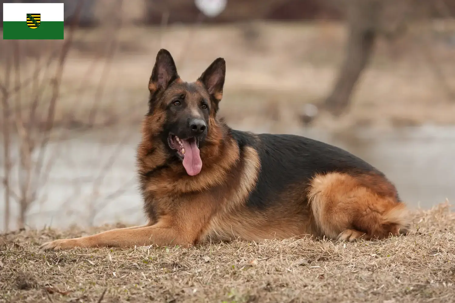 Deutscher Schäferhund Welpen und Züchter Sachsen Hier findest Du Deutschen Schäferhunden Züchter in Sachsen.