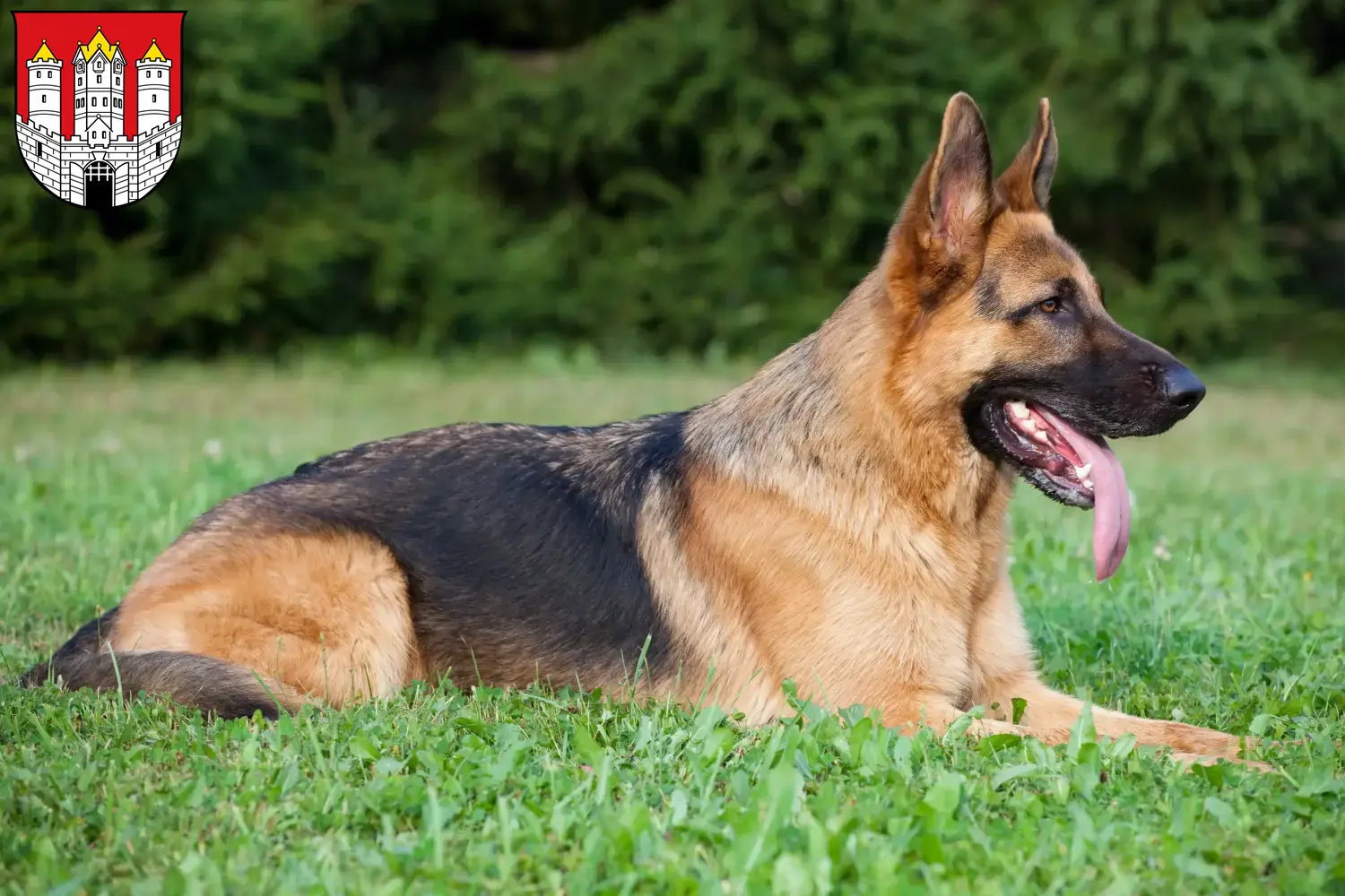 Deutscher Schäferhund Welpen und Züchter Salzburg Hier findest Du Deutschen Schäferhunden Züchter in Salzburg.