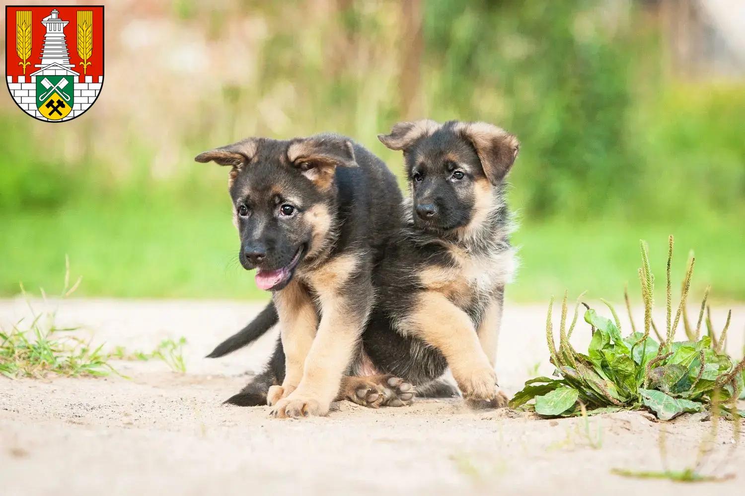 Deutscher Schäferhund Welpen und Züchter Salzgitter Hier findest Du Deutschen Schäferhunden Züchter in Salzgitter.