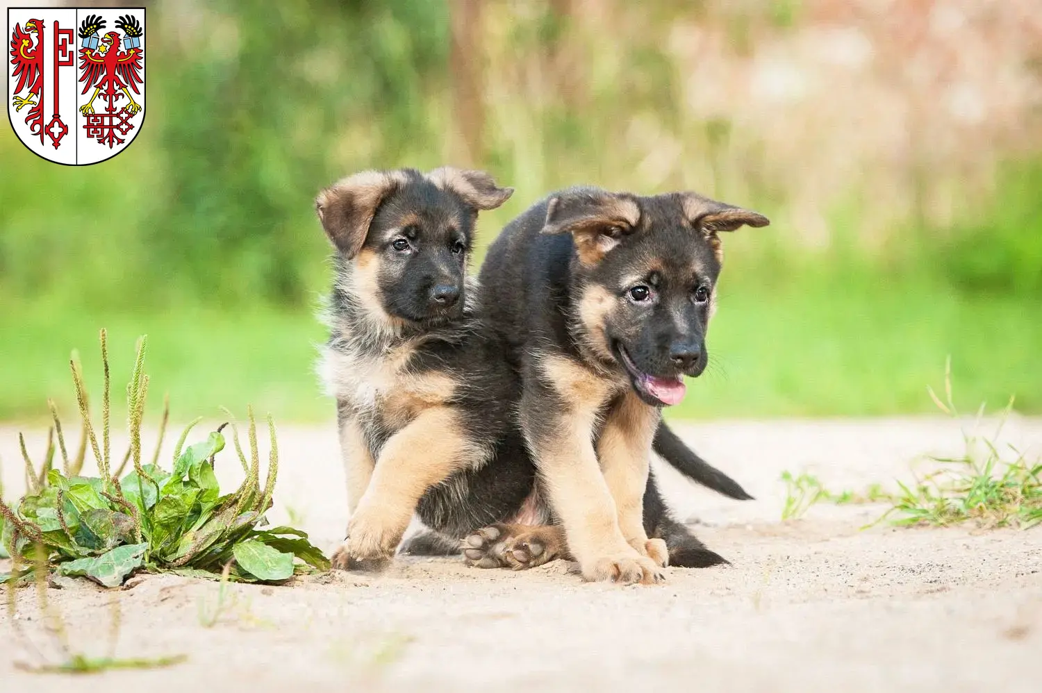 Deutscher Schäferhund Welpen und Züchter Salzwedel Hier findest Du Deutschen Schäferhunden Züchter in Salzwedel.