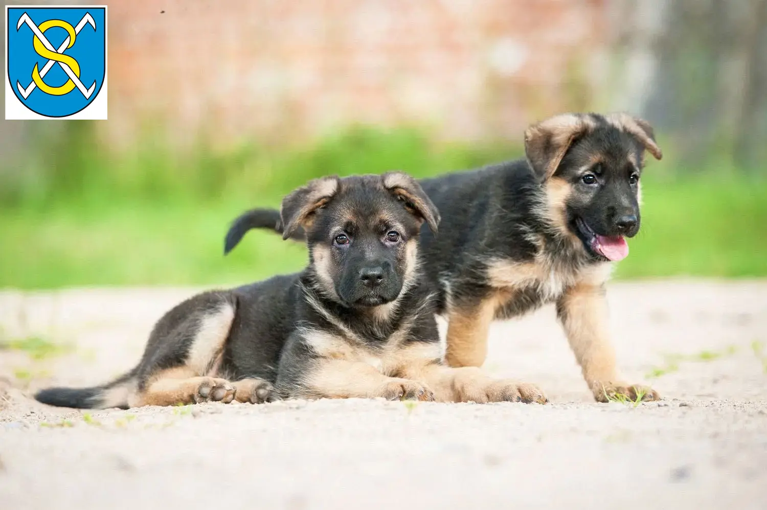 Deutscher Schäferhund Welpen und Züchter Sangerhausen Hier findest Du Deutschen Schäferhunden Züchter in Sangerhausen.