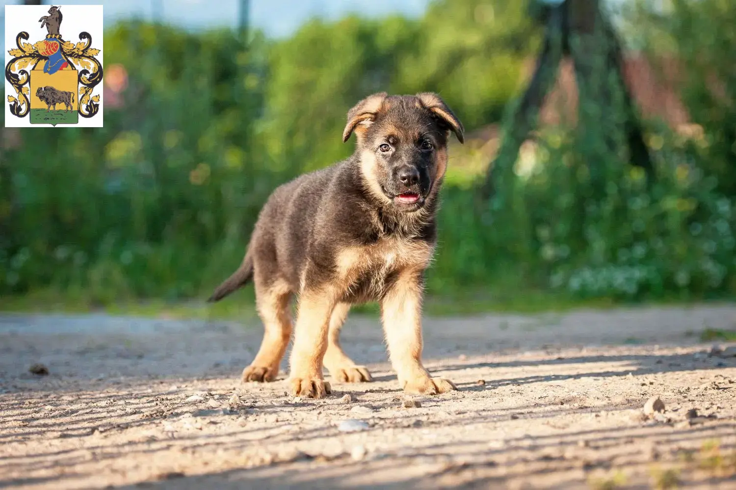 Deutscher Schäferhund Welpen und Züchter Schleiz Hier findest Du Deutschen Schäferhunden Züchter in Schleiz.