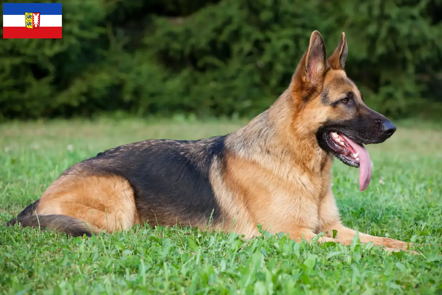 Deutscher Schäferhund Welpen und Züchter Schleswig-Holstein Hier findest Du Deutschen Schäferhunden Züchter in Schleswig-Holstein.