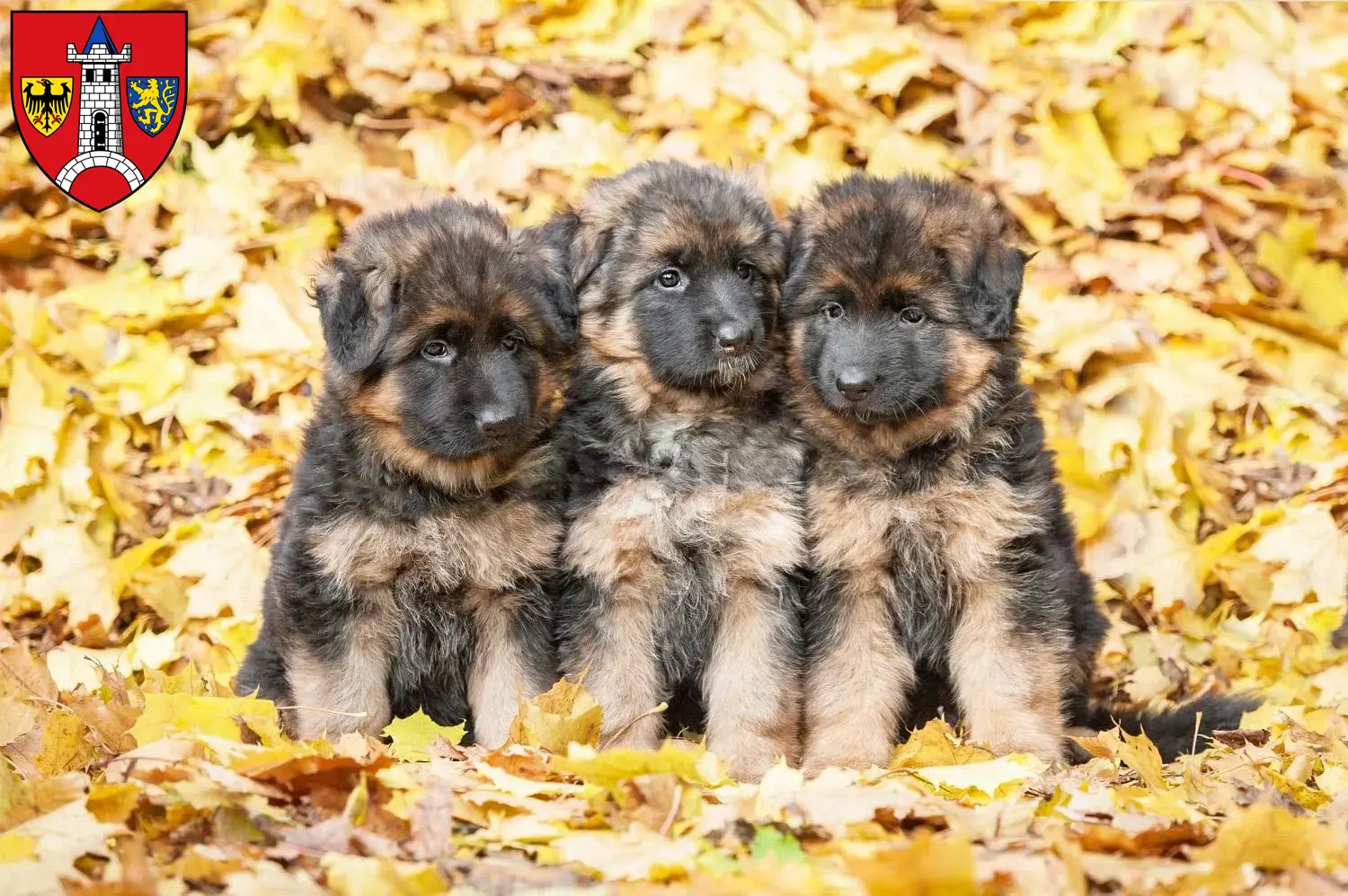 Deutscher Schäferhund Welpen und Züchter Schwabach Hier findest Du Deutschen Schäferhunden Züchter in Schwabach.