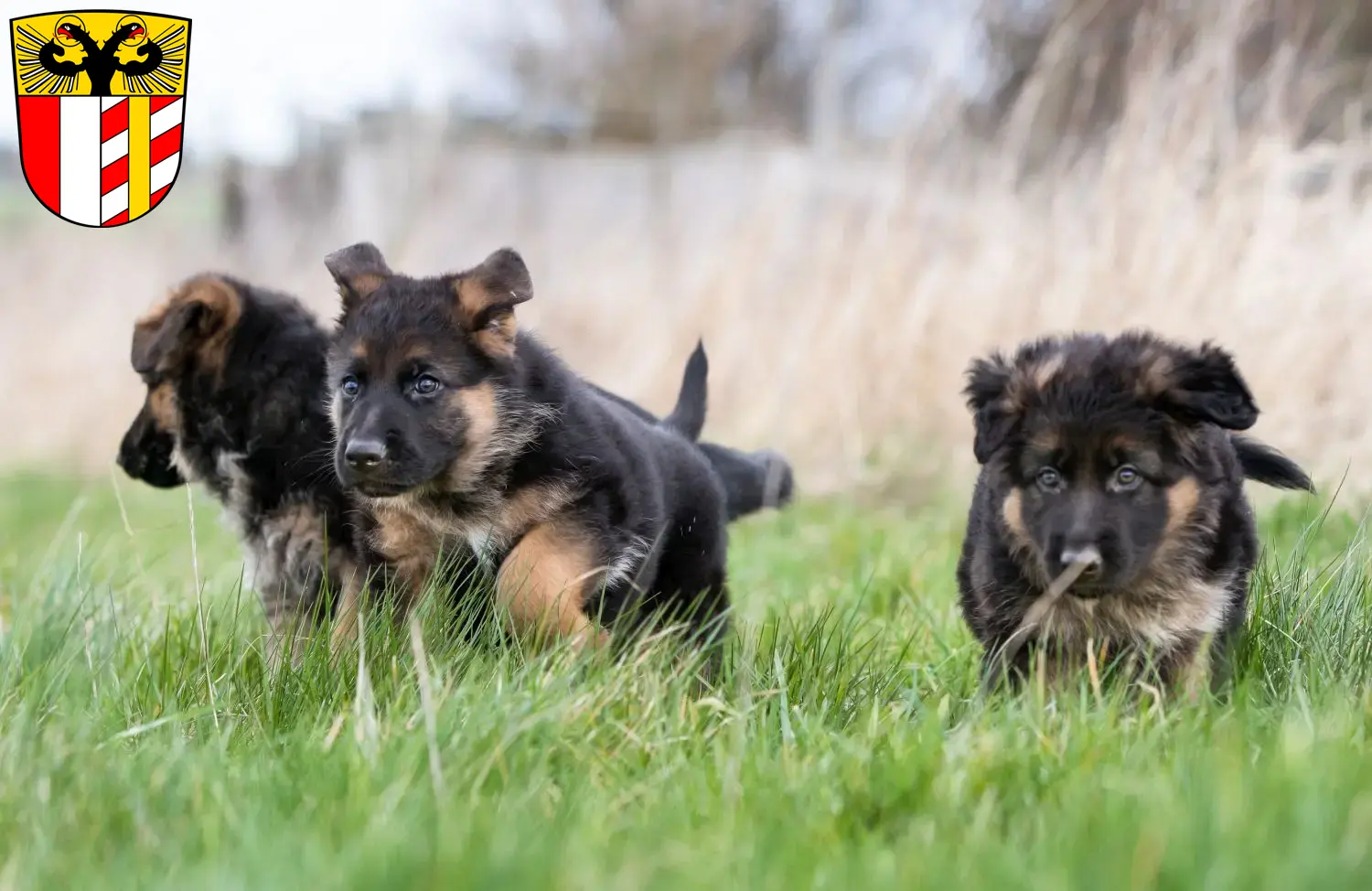 Deutscher Schäferhund Welpen und Züchter Schwaben Hier findest Du Deutschen Schäferhunden Züchter in Schwaben.