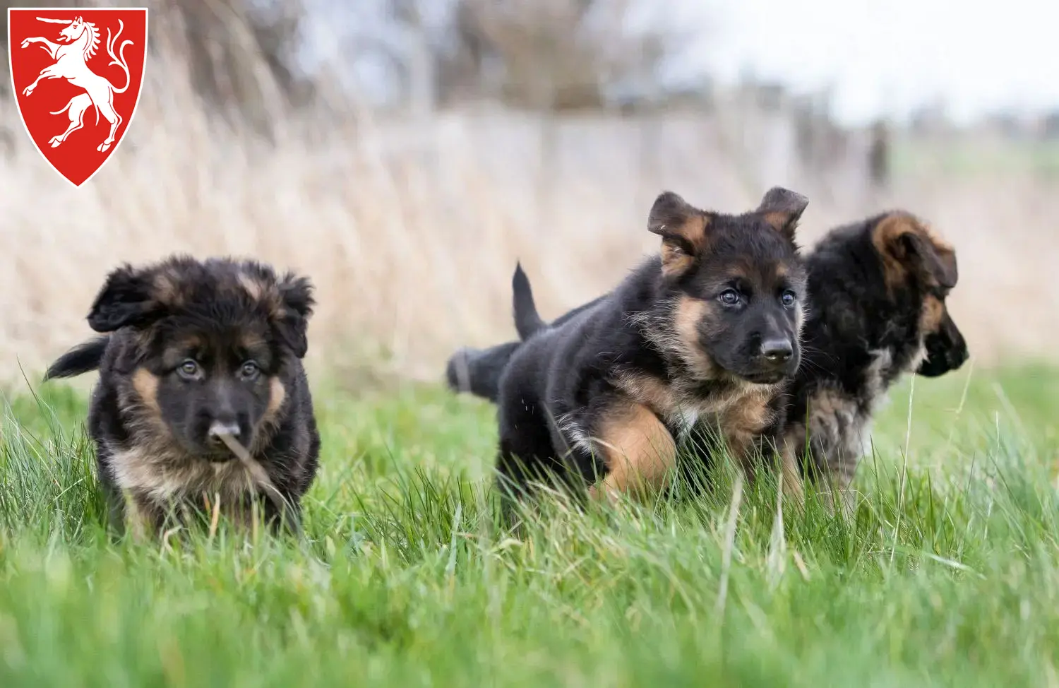 Deutscher Schäferhund Welpen und Züchter Schwäbisch Gmünd Hier findest Du Deutschen Schäferhunden Züchter in Schwäbisch Gmünd.