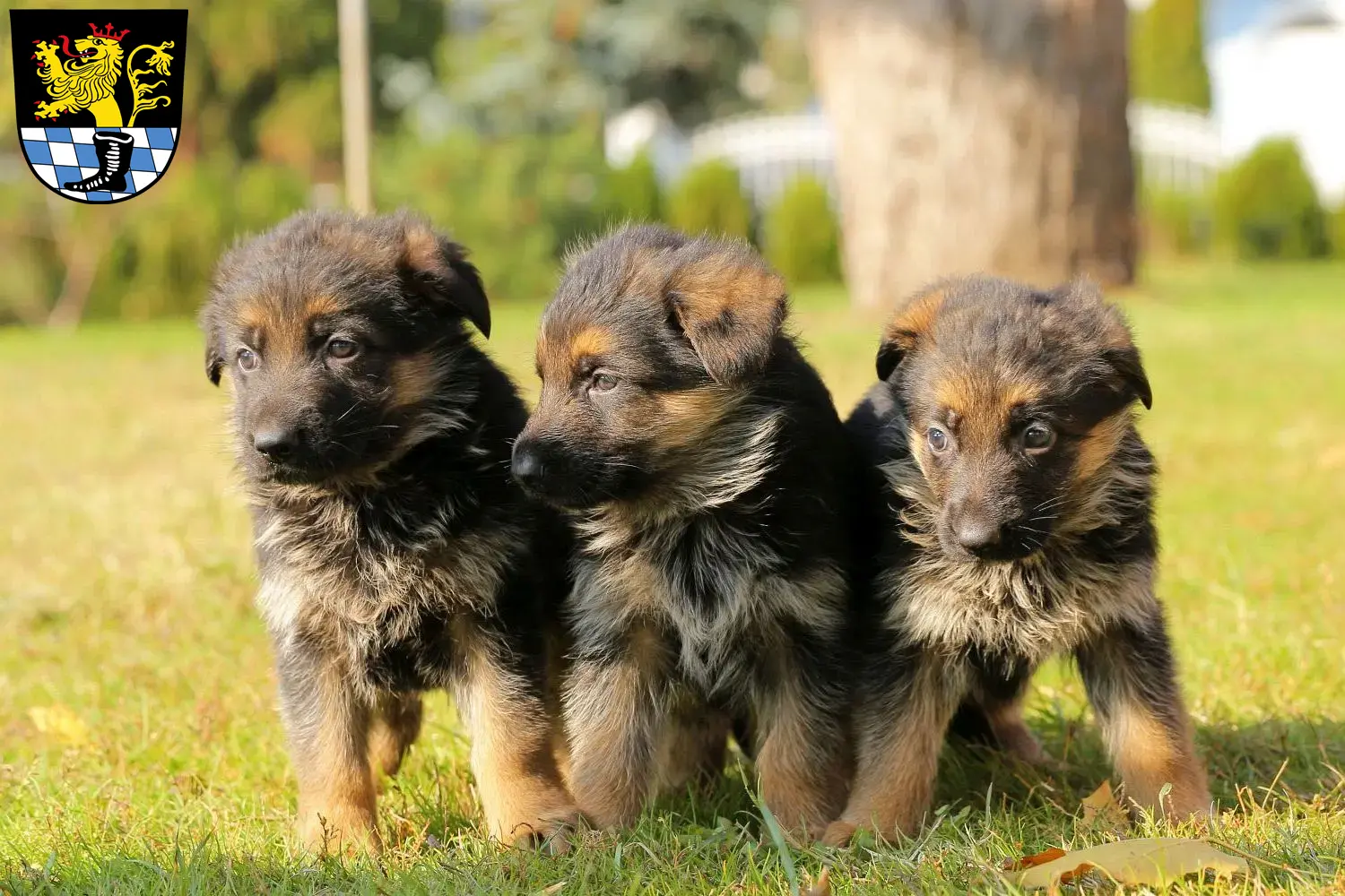 Deutscher Schäferhund Welpen und Züchter Schwandorf Hier findest Du Deutschen Schäferhunden Züchter in Schwandorf.