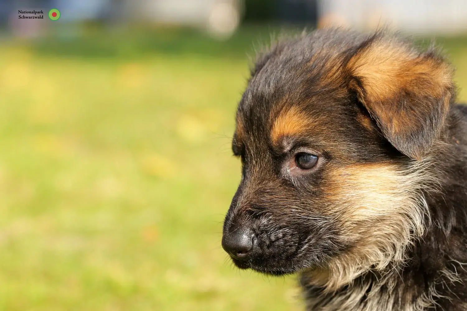 Deutscher Schäferhund Welpen und Züchter Schwarzwald Hier findest Du Deutschen Schäferhunden Züchter im Schwarzwald.