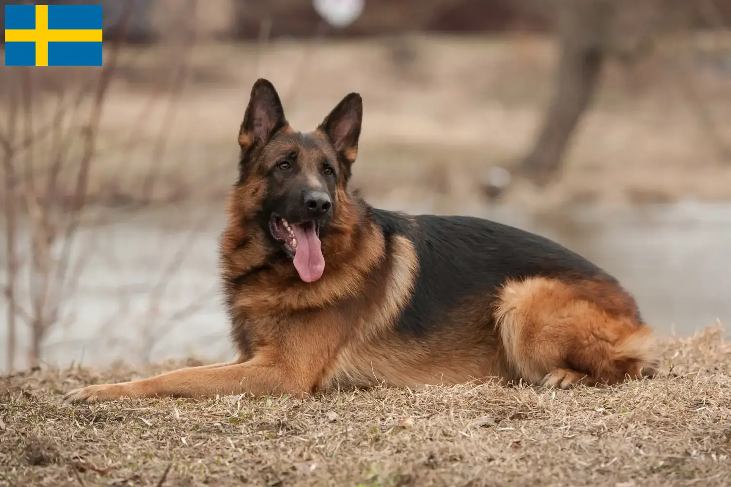 Deutscher Schäferhund Welpen und Züchter Schweden Hier findest Du Deutschen Schäferhunden Züchter in Schweden.