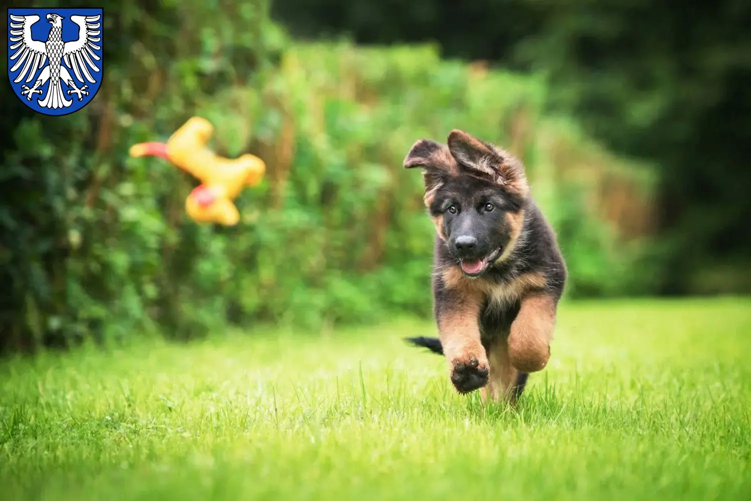 Deutscher Schäferhund Welpen und Züchter Schweinfurt Hier findest Du Deutschen Schäferhunden Züchter in Schweinfurt.