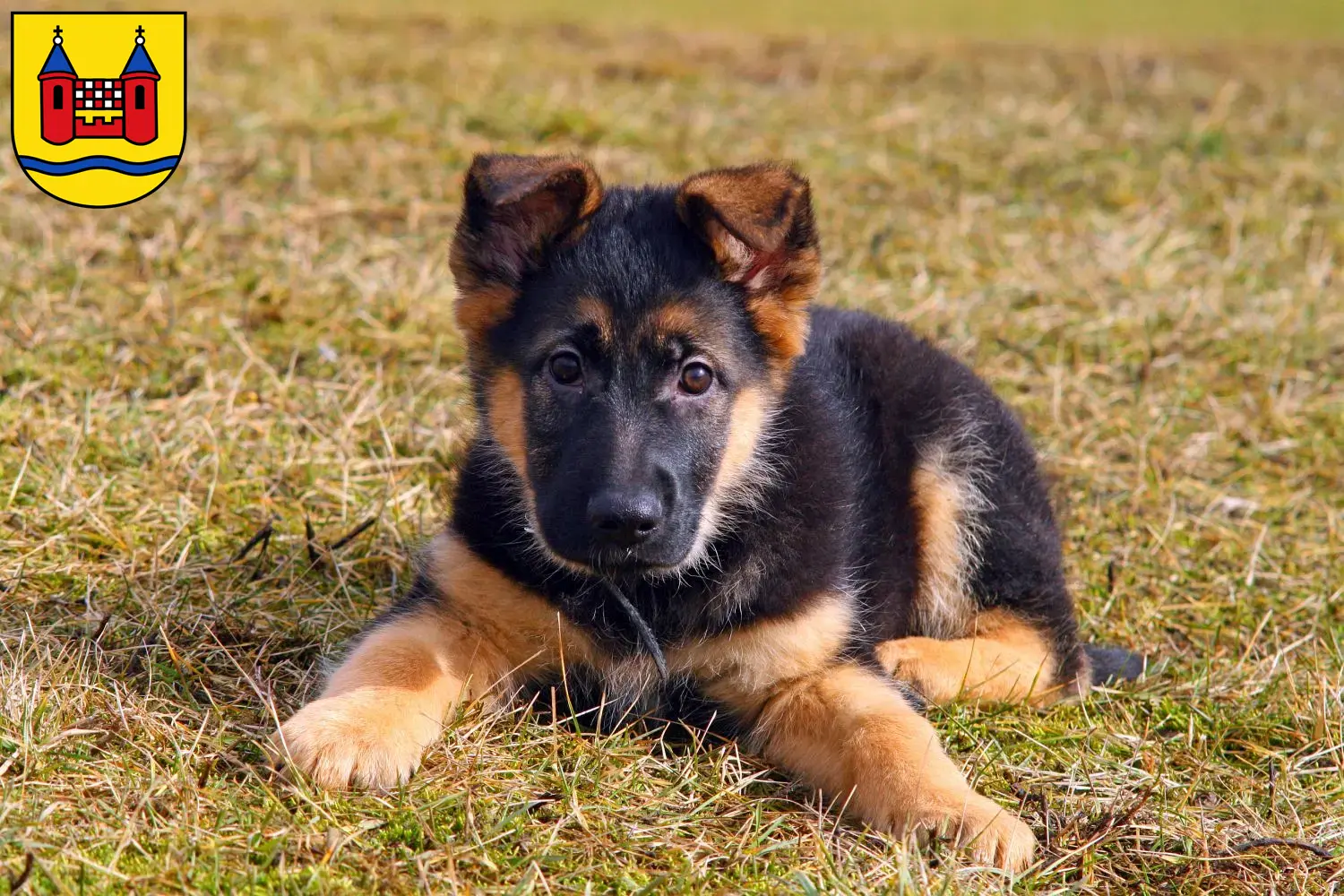 Deutscher Schäferhund Welpen und Züchter Schwelm Hier findest Du Deutschen Schäferhunden Züchter in Schwelm.