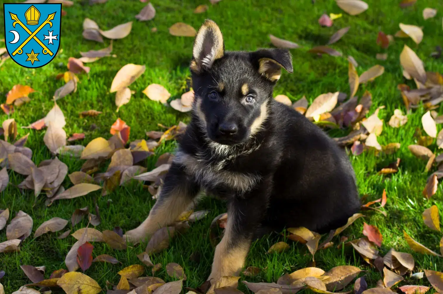 Deutscher Schäferhund Welpen und Züchter Seelow Hier findest Du Deutschen Schäferhunden Züchter in Seelow.