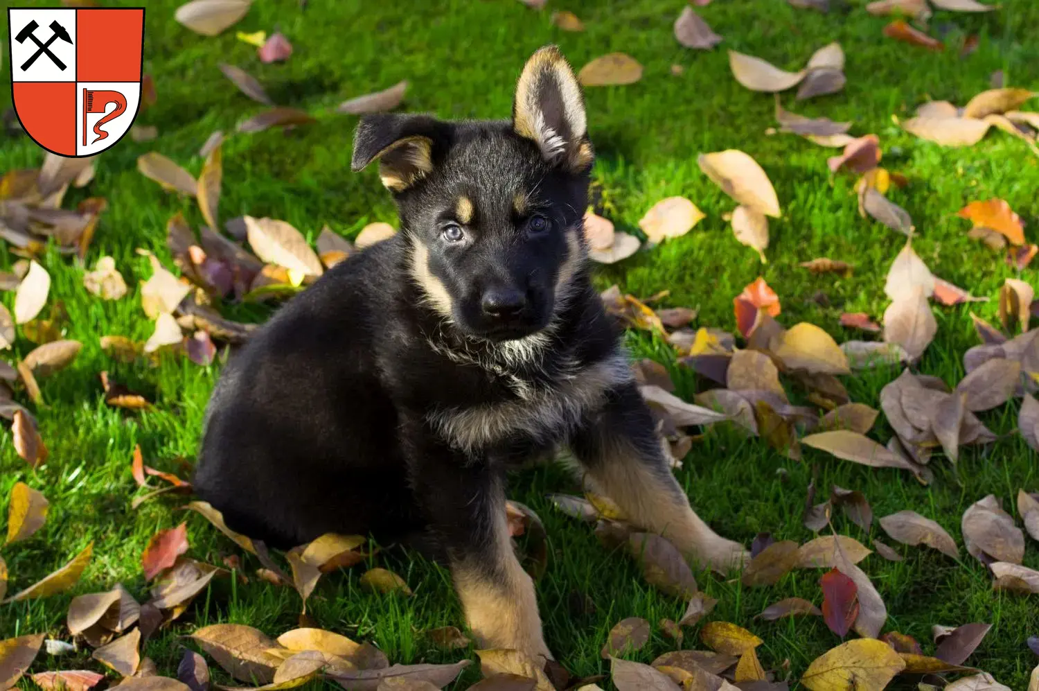 Deutscher Schäferhund Welpen und Züchter Senftenberg Hier findest Du Deutschen Schäferhunden Züchter in Senftenberg.