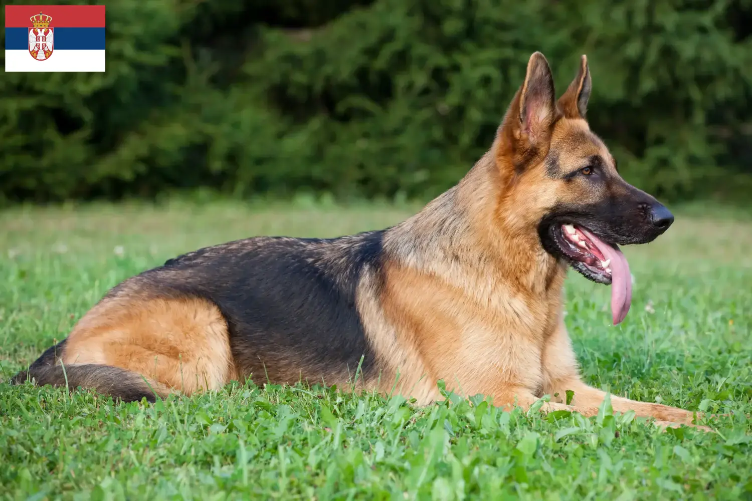 Deutscher Schäferhund Welpen und Züchter Serbien Hier findest Du Deutschen Schäferhunden Züchter in Serbien.