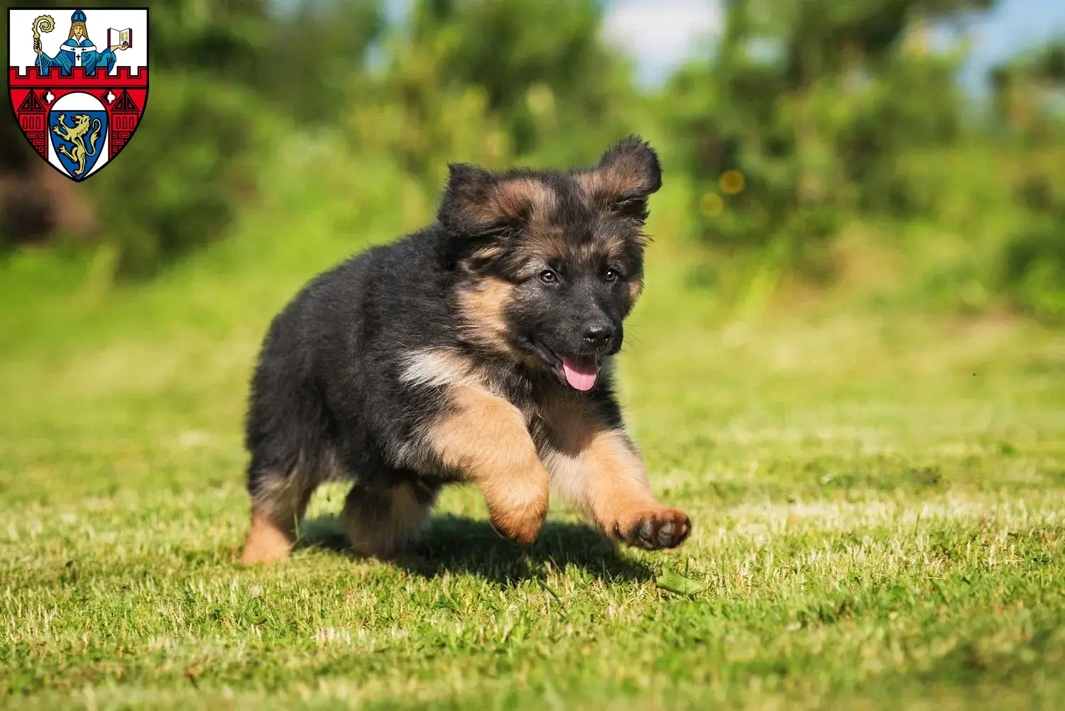 Deutscher Schäferhund Welpen und Züchter Siegen Hier findest Du Deutschen Schäferhunden Züchter in Siegen.