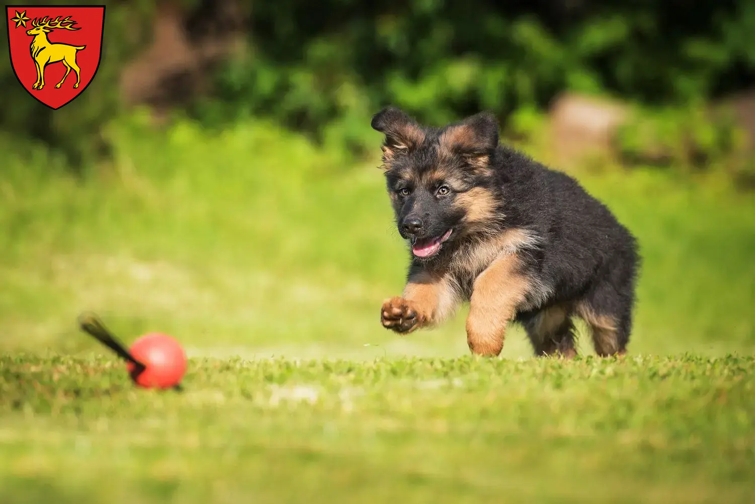 Deutscher Schäferhund Welpen und Züchter Sigmaringen Hier findest Du Deutschen Schäferhunden Züchter in Sigmaringen.