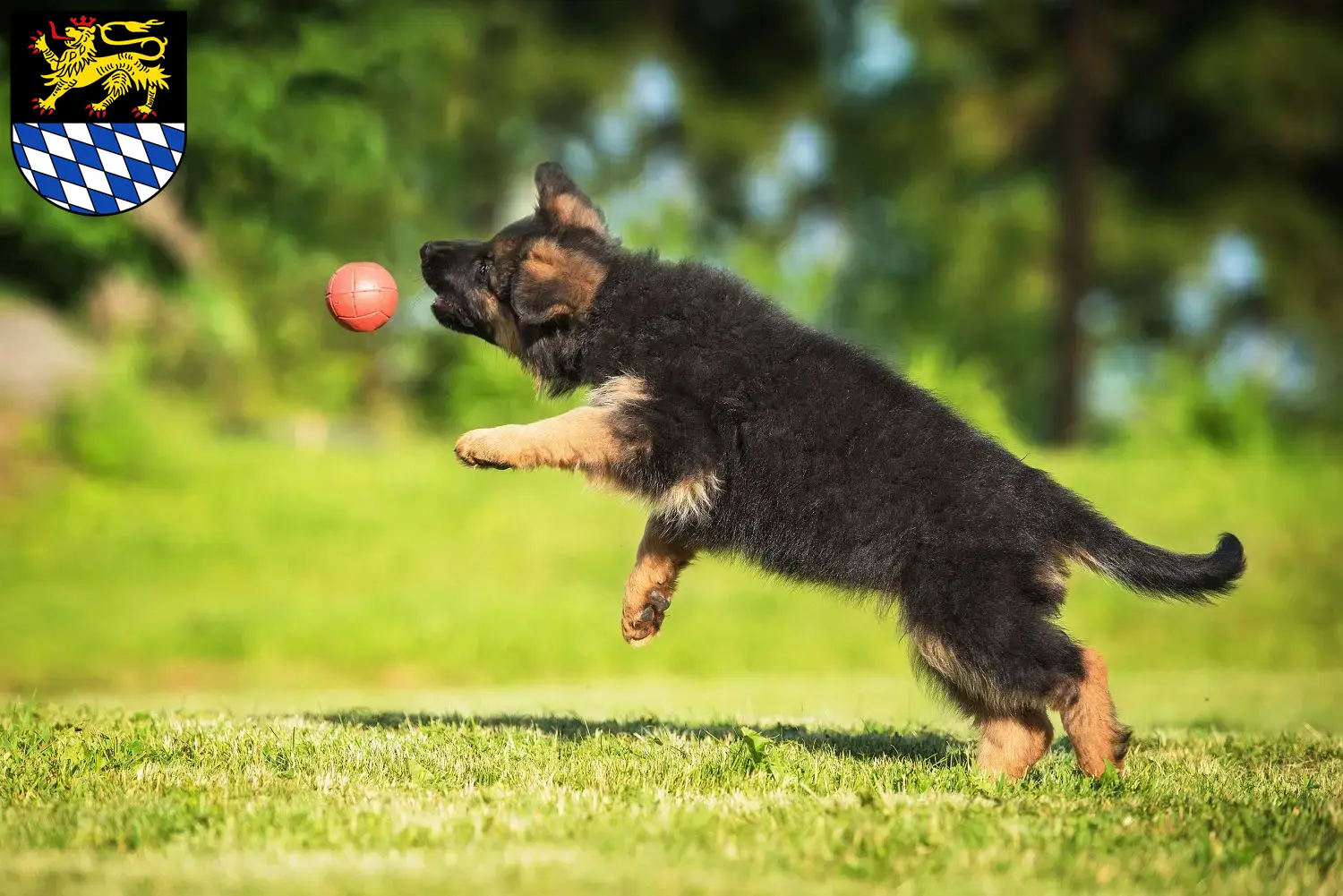 Deutscher Schäferhund Welpen und Züchter Simmern/Hunsrück Hier findest Du Deutschen Schäferhunden Züchter in Simmern/Hunsrück.