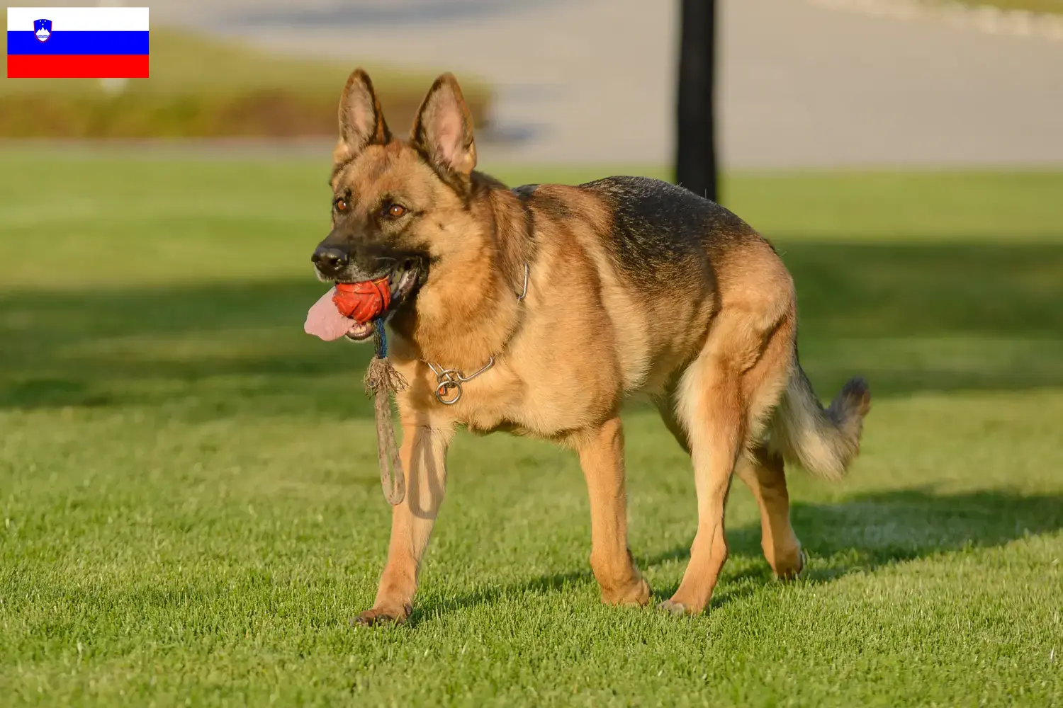 Deutscher Schäferhund Welpen und Züchter Slowenien Hier findest Du Deutschen Schäferhunden Züchter in Slowenien.
