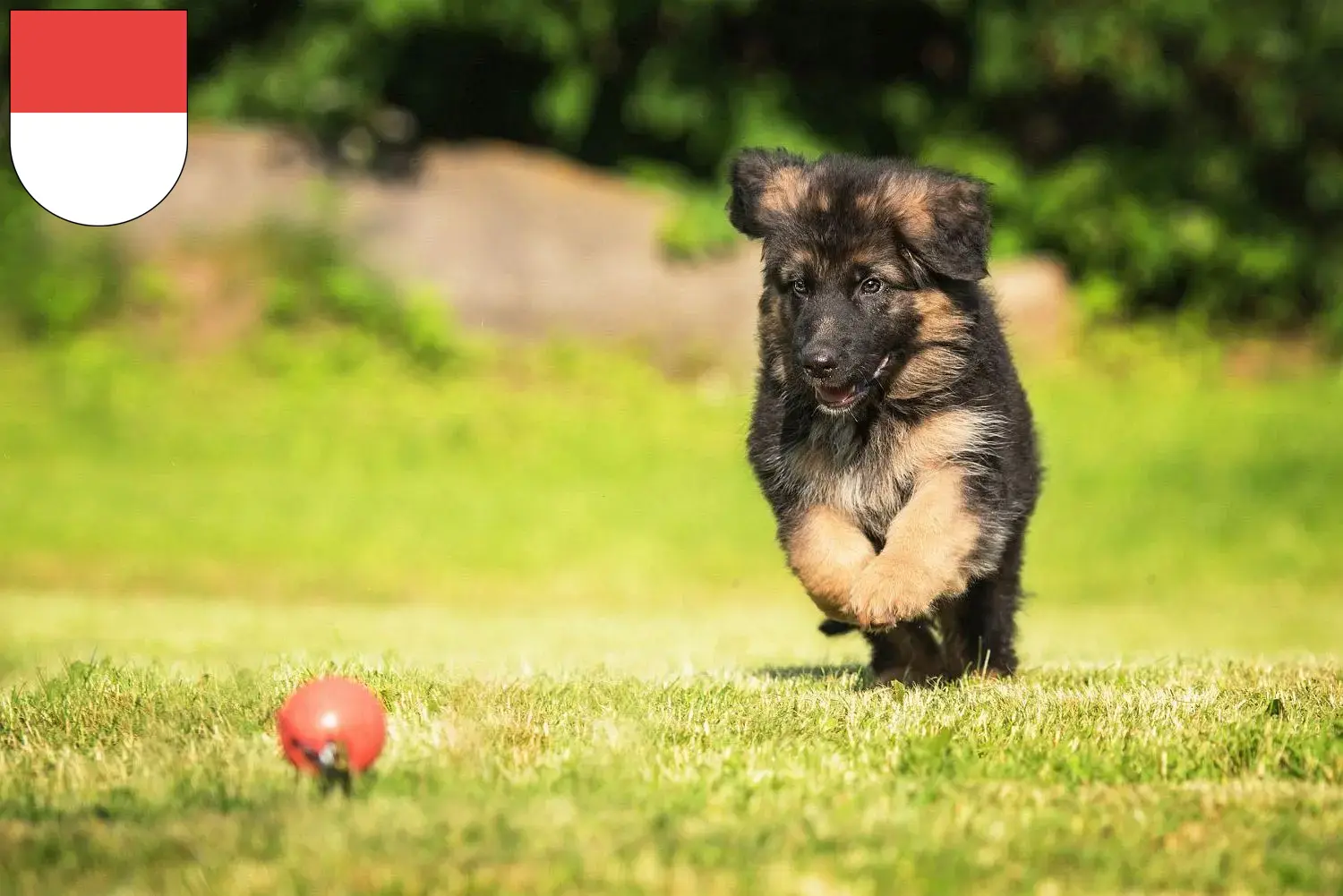 Deutscher Schäferhund Welpen und Züchter Solothurn Hier findest Du Deutschen Schäferhunden Züchter in Solothurn.