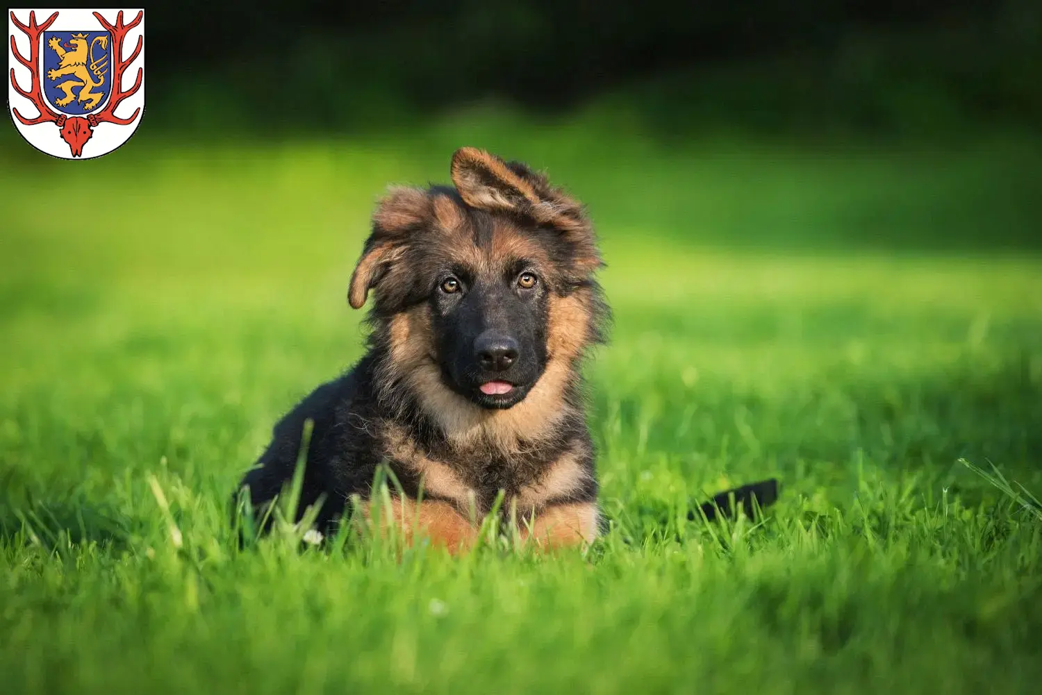 Deutscher Schäferhund Welpen und Züchter Sondershausen Hier findest Du Deutschen Schäferhunden Züchter in Sondershausen.