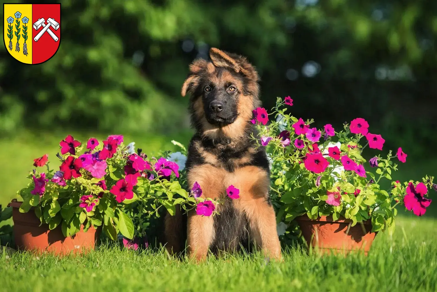 Deutscher Schäferhund Welpen und Züchter Sonthofen Hier findest Du Deutschen Schäferhunden Züchter in Sonthofen.