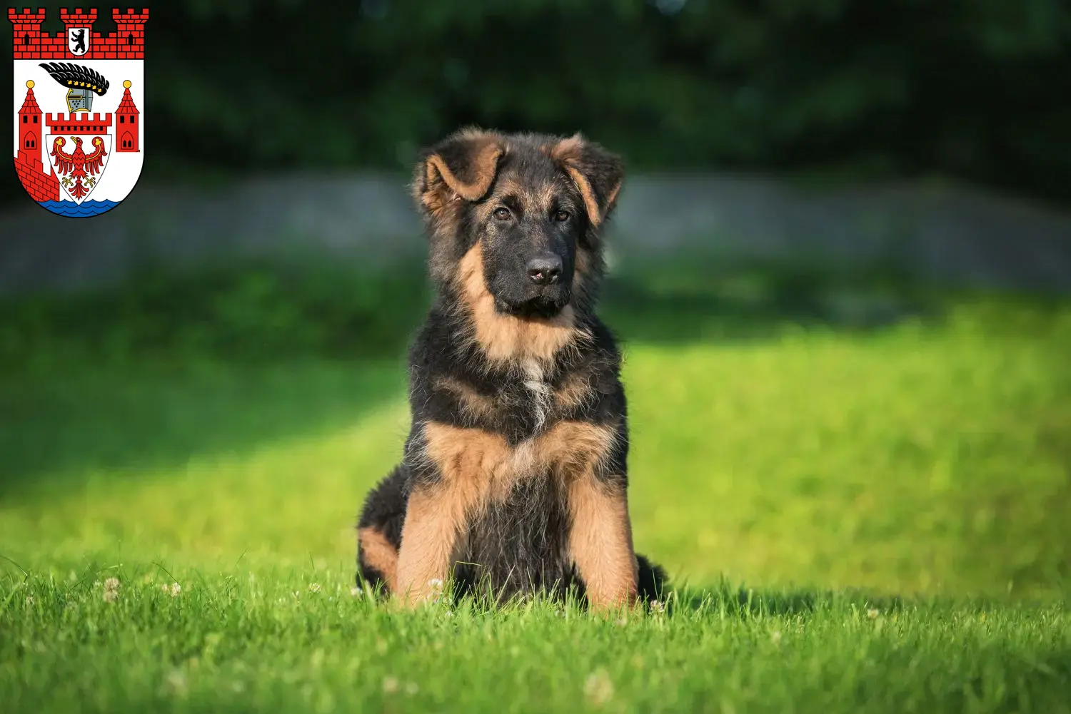 Deutscher Schäferhund Welpen und Züchter Spandau Hier findest Du Deutschen Schäferhunden Züchter in Spandau.