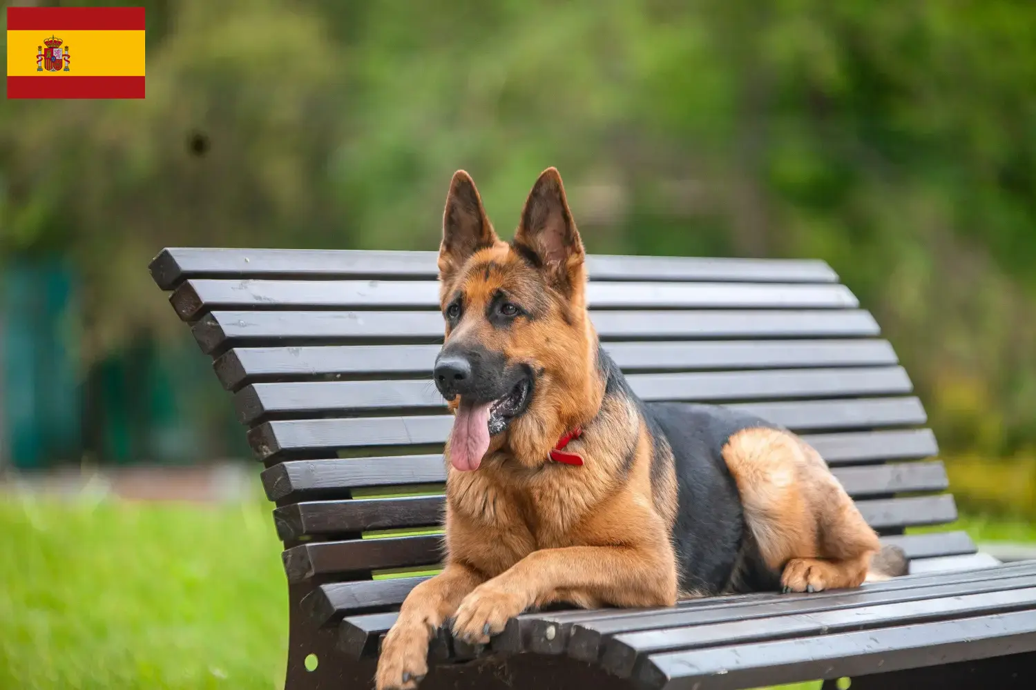 Deutscher Schäferhund Welpen und Züchter Spanien Hier findest Du Deutschen Schäferhunden Züchter in Spanien.