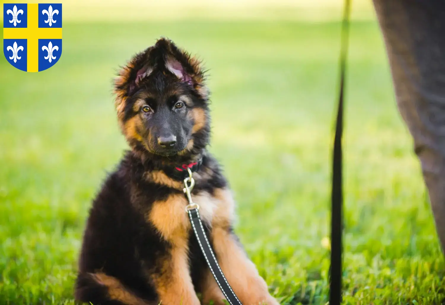 Deutscher Schäferhund Welpen und Züchter St. Wendel Hier findest Du Deutschen Schäferhunden Züchter in St. Wendel.