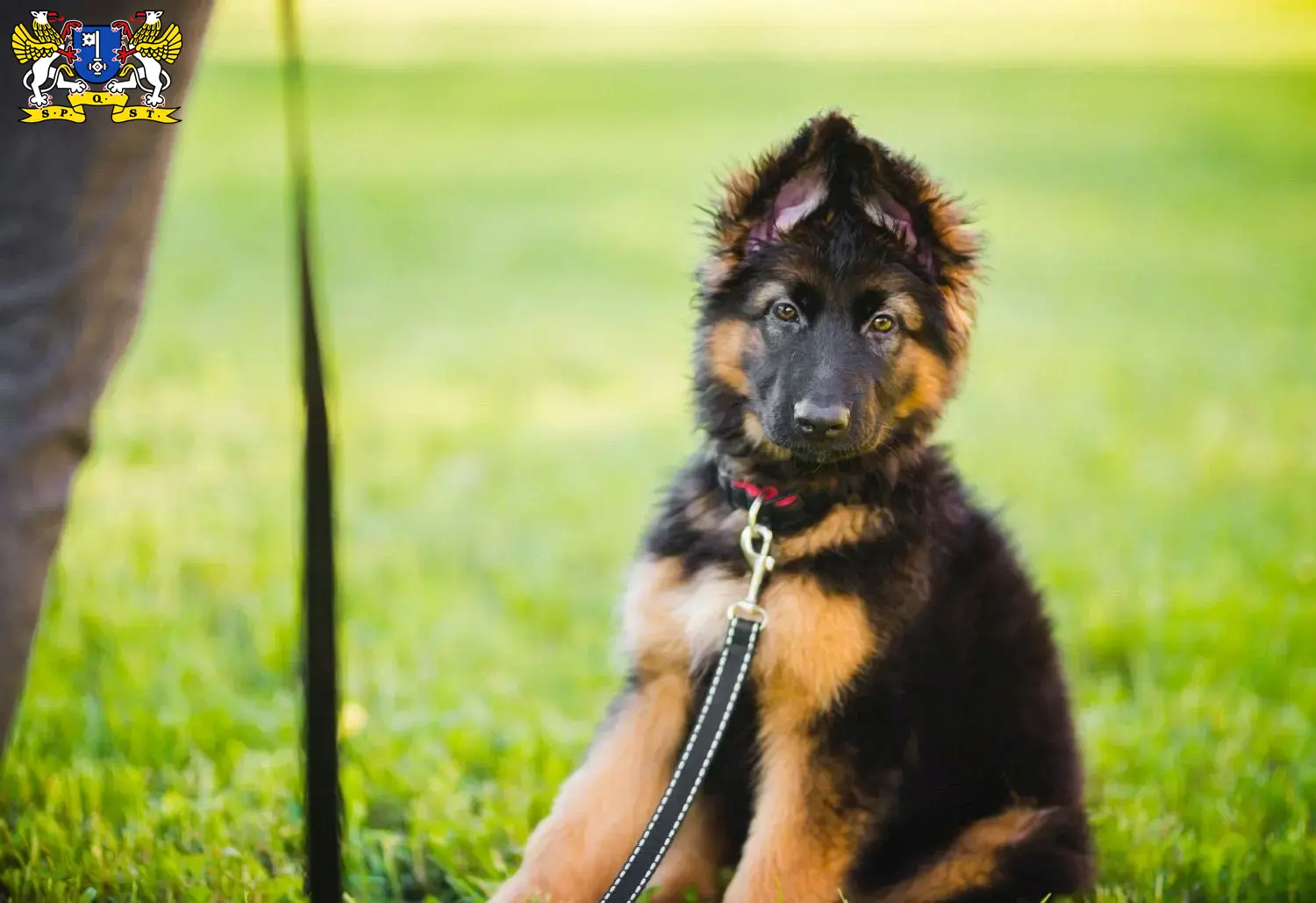 Deutscher Schäferhund Welpen und Züchter Stade Hier findest Du Deutschen Schäferhunden Züchter in Stade.