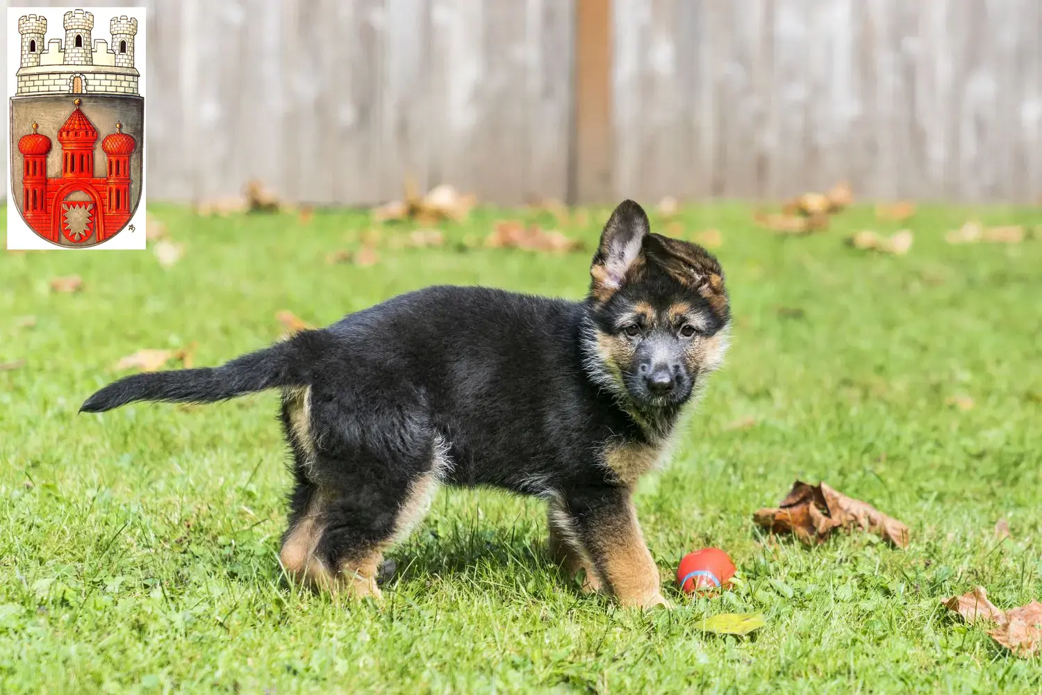 Deutscher Schäferhund Welpen und Züchter Stadthagen Hier findest Du Deutschen Schäferhunden Züchter in Stadthagen.