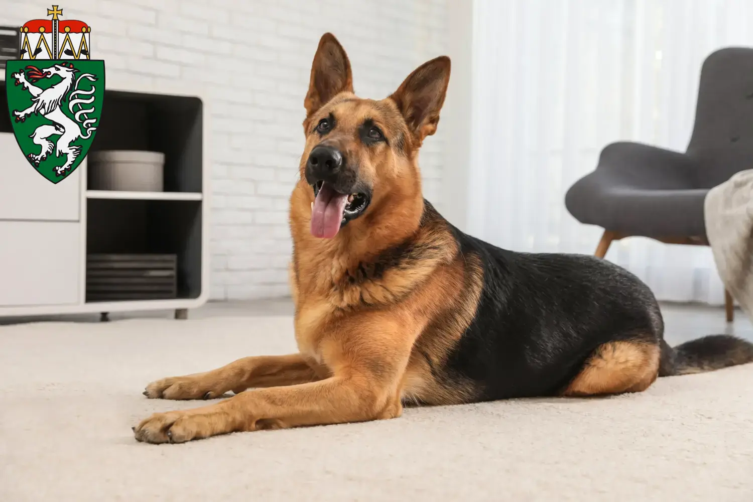 Deutscher Schäferhund Welpen und Züchter Steiermark Hier findest Du Deutschen Schäferhunden Züchter in der Steiermark.