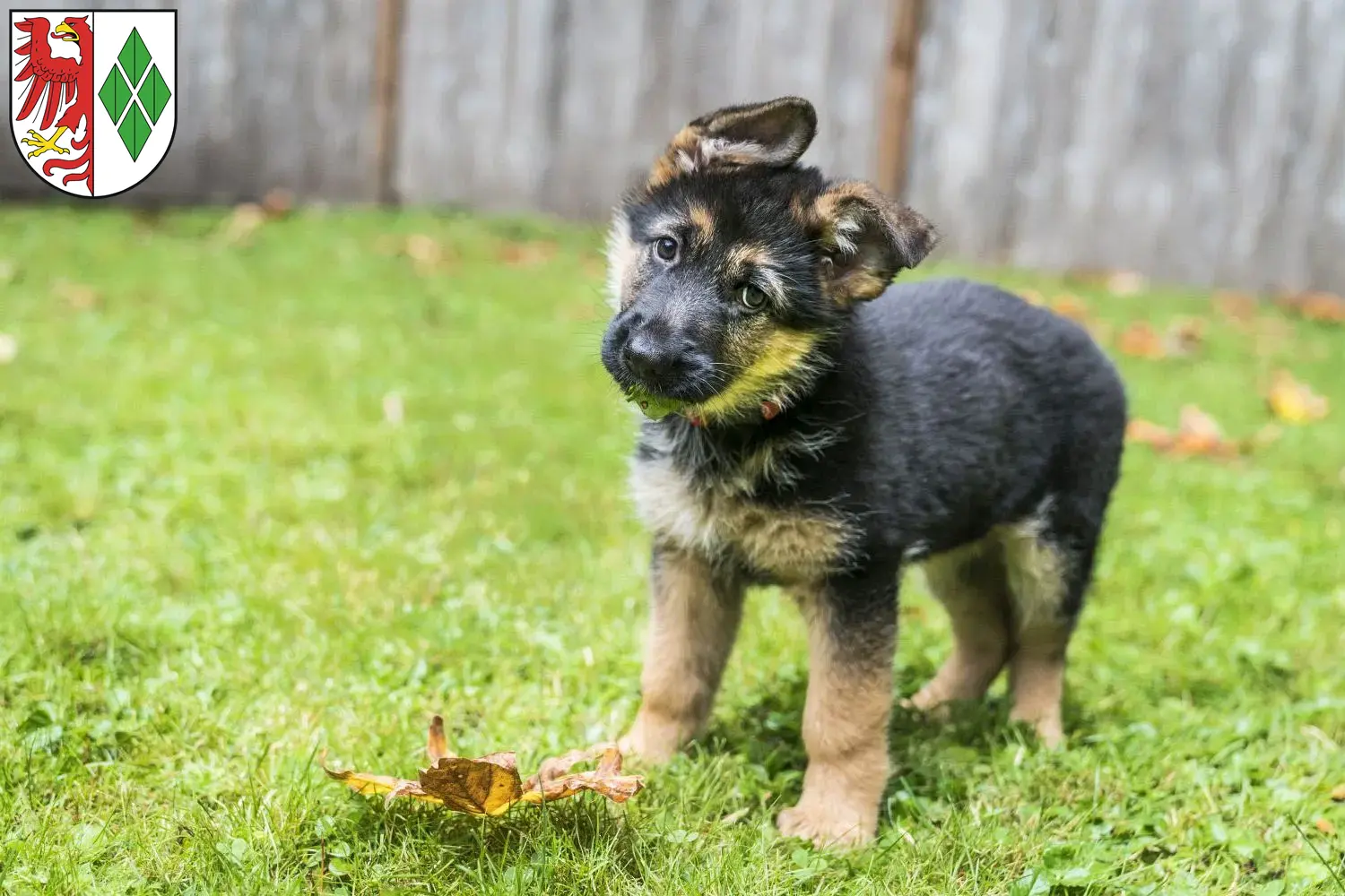 Deutscher Schäferhund Welpen und Züchter Stendal Hier findest Du Deutschen Schäferhunden Züchter in Stendal.