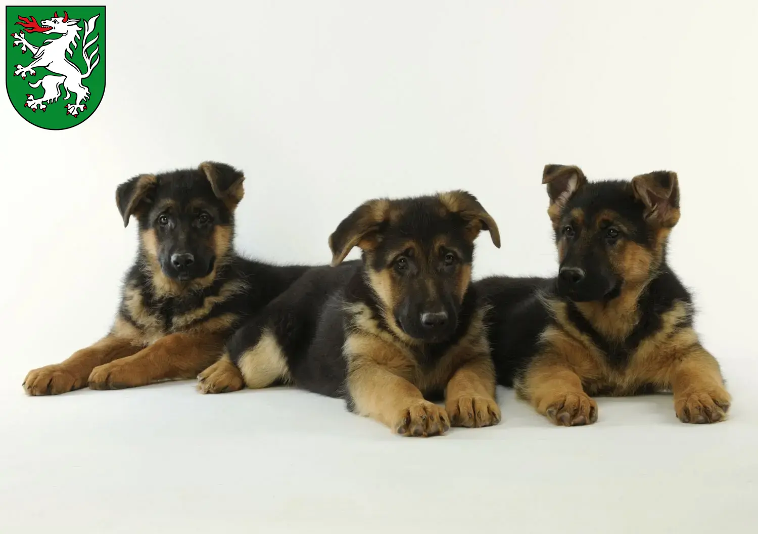 Deutscher Schäferhund Welpen und Züchter Steyr Hier findest Du Deutschen Schäferhunden Züchter in Steyr.