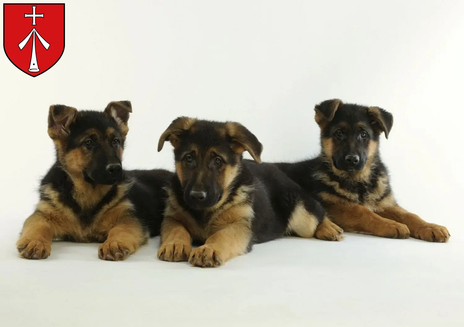 Deutscher Schäferhund Welpen und Züchter Stralsund Hier findest Du Deutschen Schäferhunden Züchter in Stralsund.