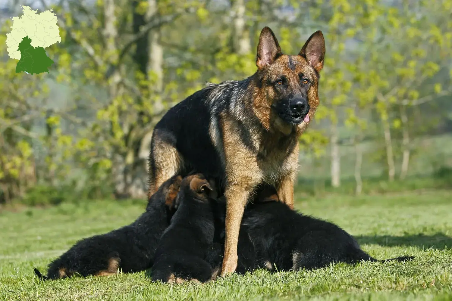 Deutscher Schäferhund Welpen und Züchter Süddeutschland Hier findest Du Deutschen Schäferhunden Züchter in Süddeutschland.