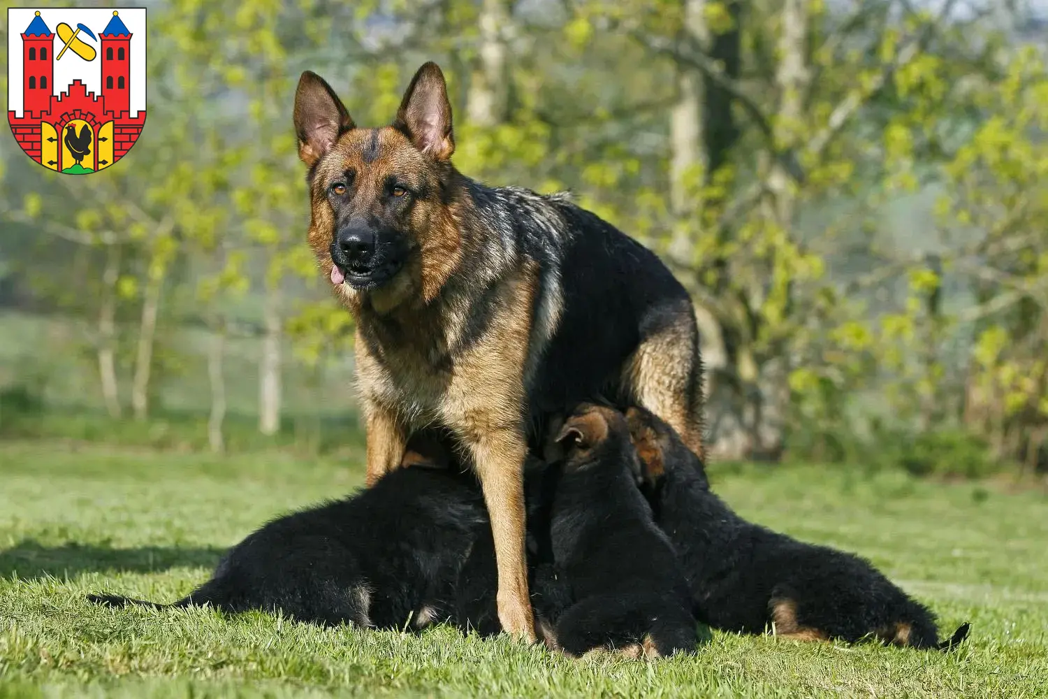 Deutscher Schäferhund Welpen und Züchter Suhl Hier findest Du Deutschen Schäferhunden Züchter in Suhl.