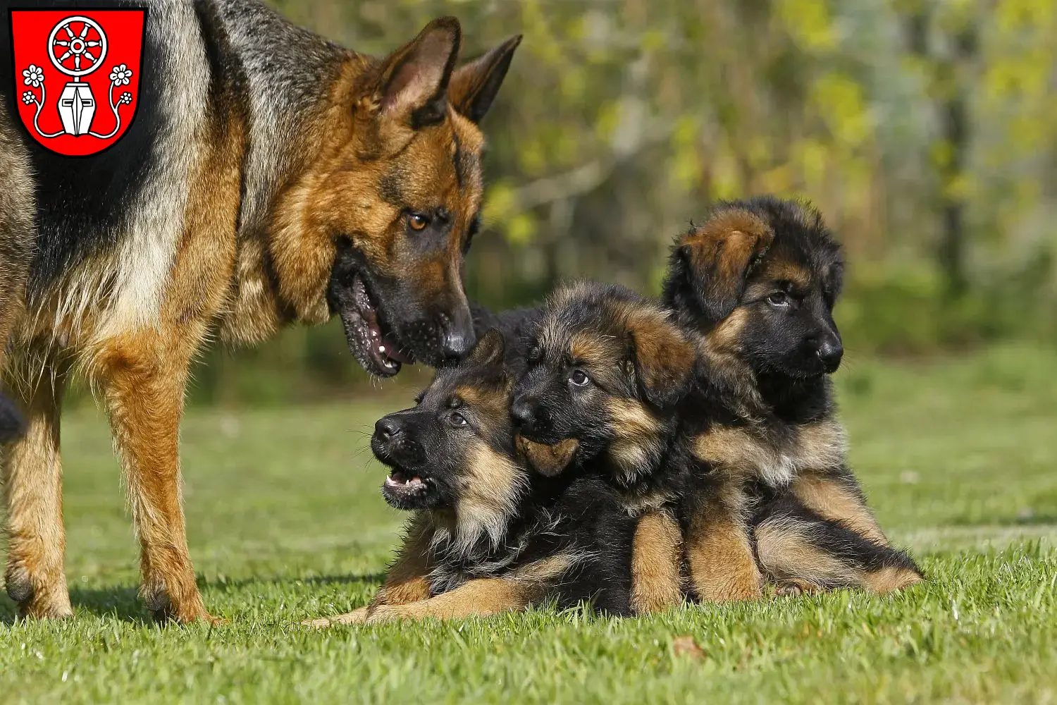 Deutscher Schäferhund Welpen und Züchter Tauberbischofsheim Hier findest Du Deutschen Schäferhunden Züchter in Tauberbischofsheim.