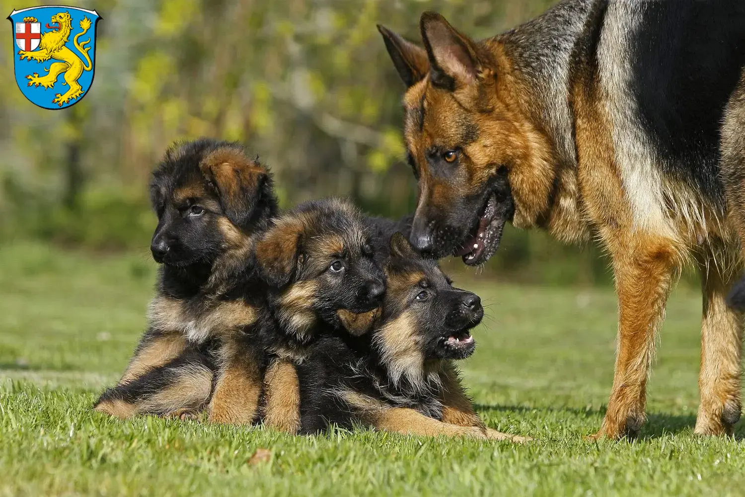 Deutscher Schäferhund Welpen und Züchter Taunusstein Hier findest Du Deutschen Schäferhunden Züchter in Taunusstein.