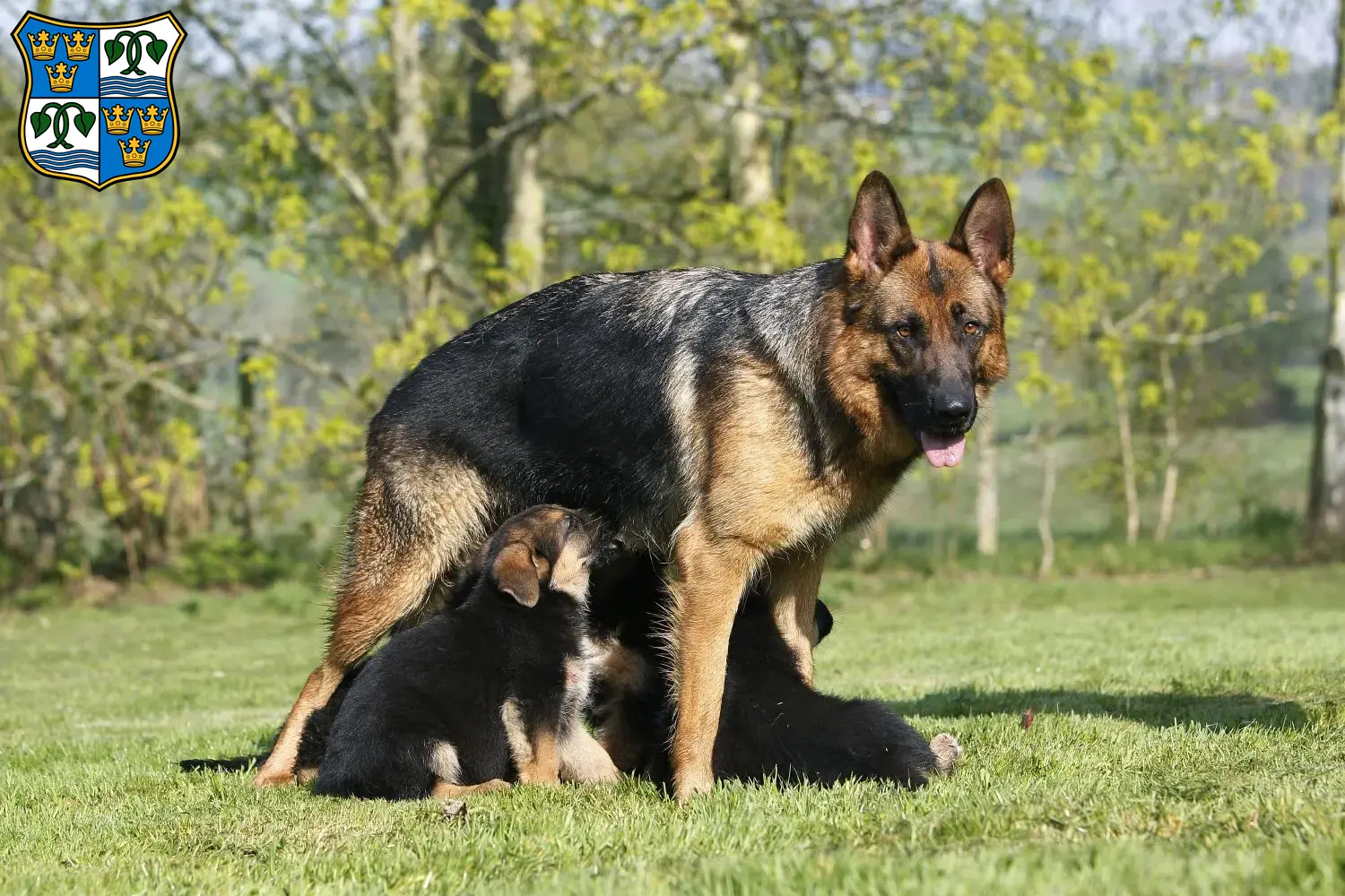 Deutscher Schäferhund Welpen und Züchter Tegernsee Hier findest Du Deutschen Schäferhunden Züchter am Tegernsee.