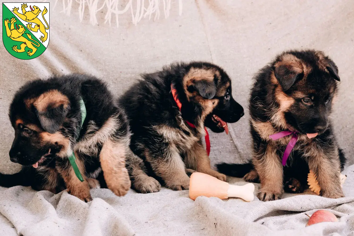 Deutscher Schäferhund Welpen und Züchter Thurgau Hier findest Du Deutschen Schäferhunden Züchter in Thurgau.