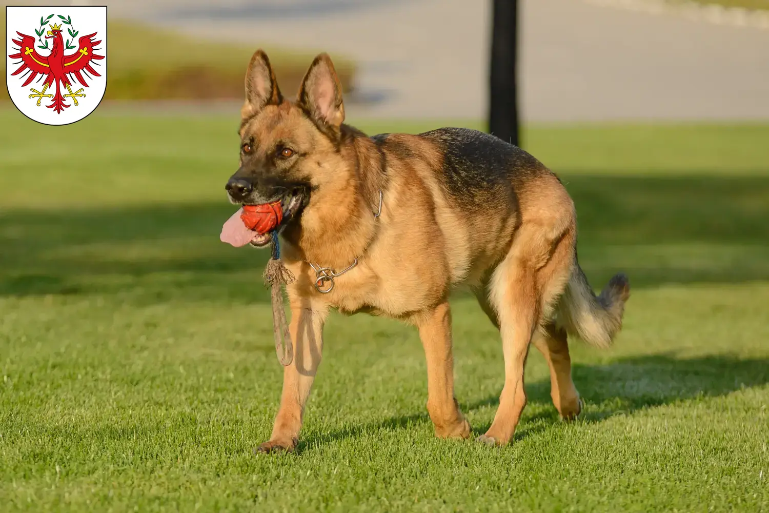 Deutscher Schäferhund Welpen und Züchter Tirol Hier findest Du Deutschen Schäferhunden Züchter in Tirol.
