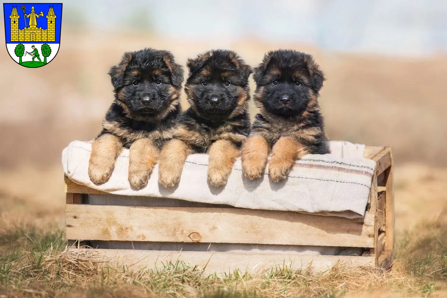 Deutscher Schäferhund Welpen und Züchter Tirschenreuth Hier findest Du Deutschen Schäferhunden Züchter in Tirschenreuth.