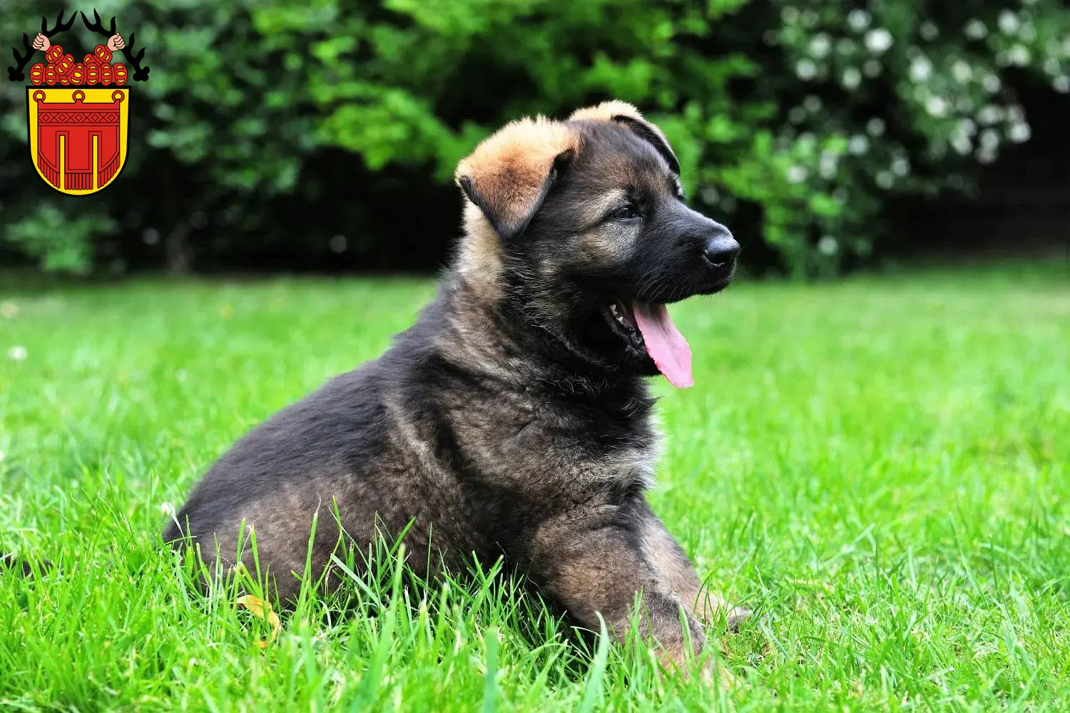 Deutscher Schäferhund Welpen und Züchter Tübingen Hier findest Du Deutschen Schäferhunden Züchter in Tübingen.