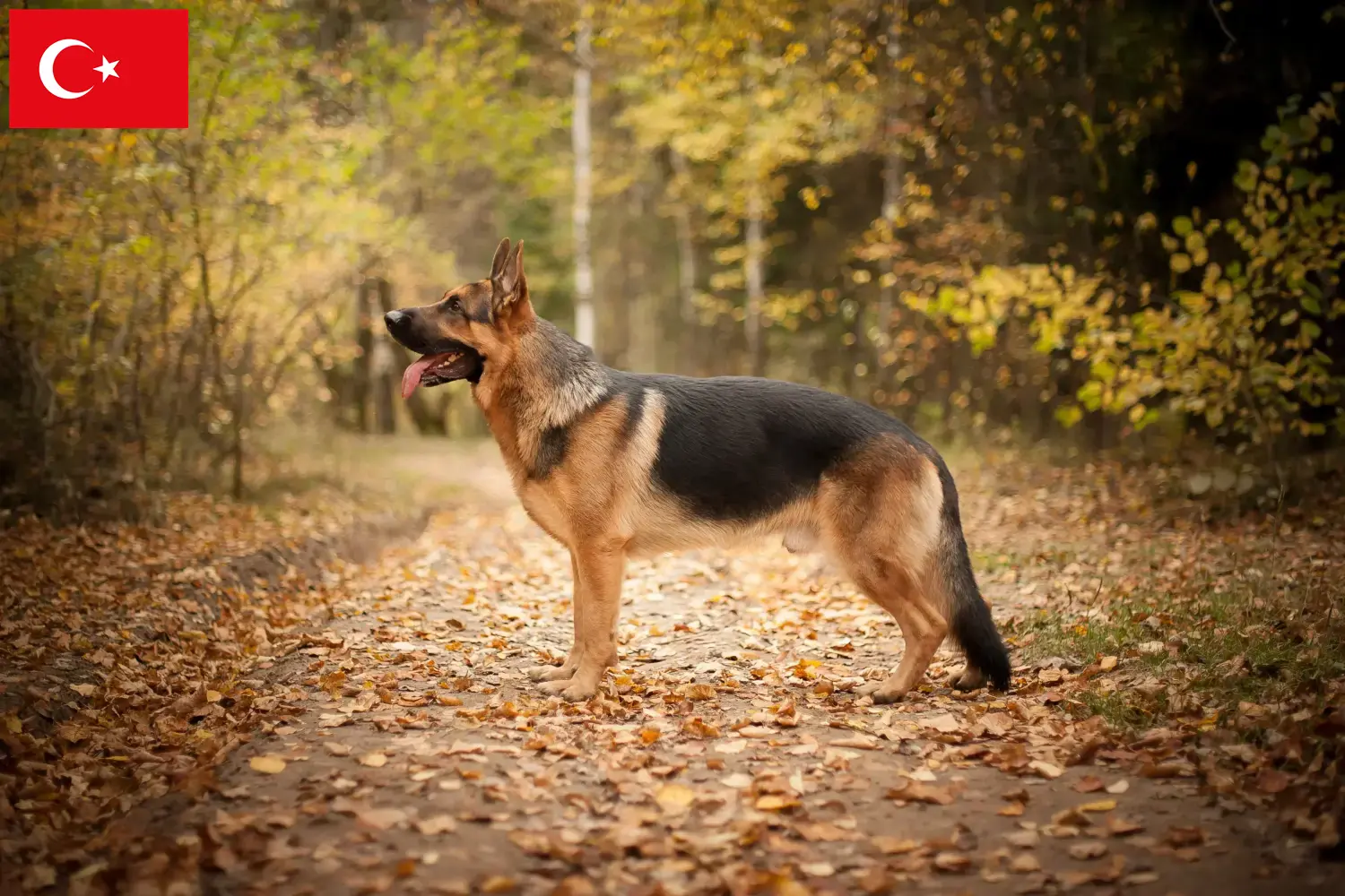 Deutscher Schäferhund Welpen und Züchter Türkei Hier findest Du Deutschen Schäferhunden Züchter in der Türkei.