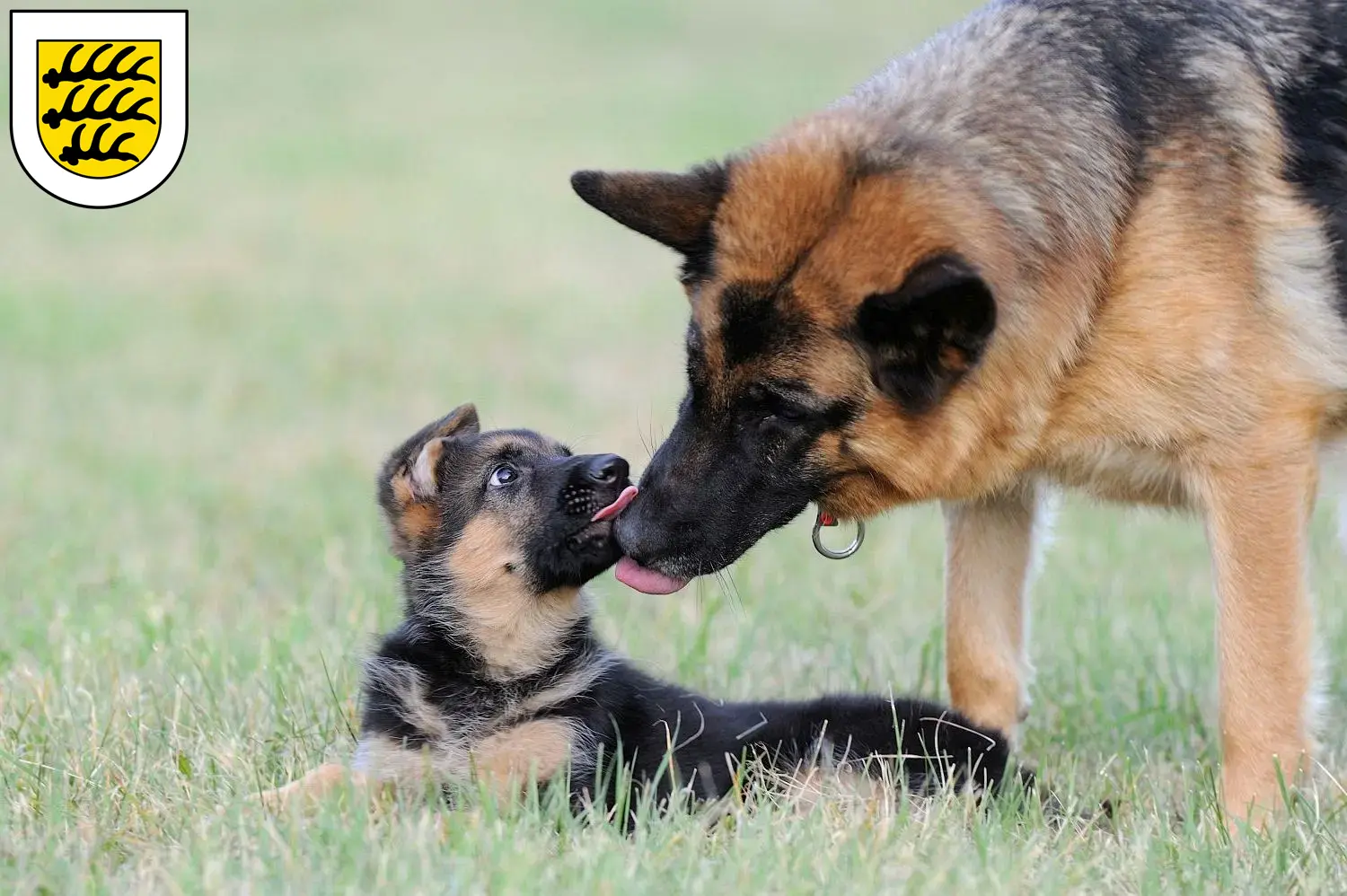 Deutscher Schäferhund Welpen und Züchter Tuttlingen Hier findest Du Deutschen Schäferhunden Züchter in Tuttlingen.