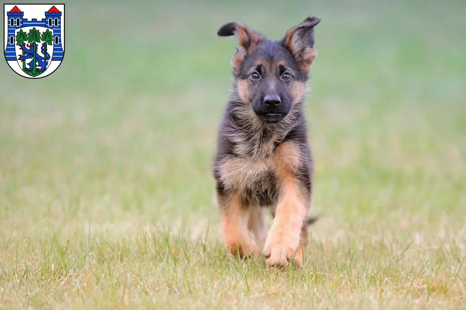 Deutscher Schäferhund Welpen und Züchter Uelzen Hier findest Du Deutschen Schäferhunden Züchter in Uelzen.